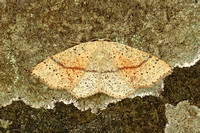 Maiden's Blush (Cyclophora punctaria)