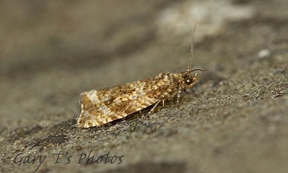 Celypha lacunana (Dark Strawberry Tortrix)