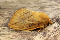 Drinker Moth (Euthrix potatoria - Female)