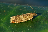 Ancylis achatana (Triangle-marked Roller)