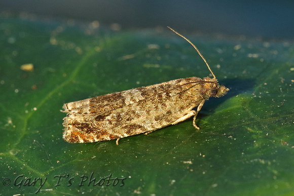 Ancylis achatana (Triangle-marked Roller)