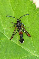 Red-tipped Clearwing (Synanthedon formicaeformis)