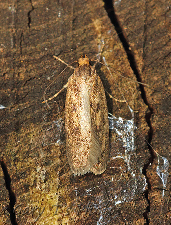 Hofmannophila pseudospretella (Brown House Moth)