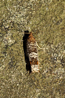 Ancylis achatana (Triangle-marked Roller)