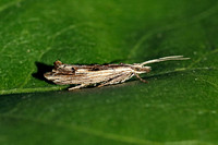 Ypsolopha scabrella (Wainscot Smudge)