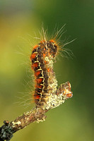 Small Eggar (Eriogaster lanestris - Caterpillar)