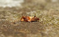 Ditula angustiorana (Red-barred Tortrix)