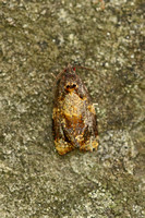 Ditula angustiorana (Red-barred Tortrix)