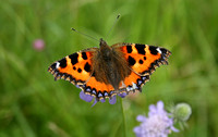 Small Tortoiseshell (Aglais urticae)