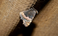 Small Tortoiseshell (Aglais urticae)