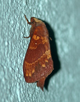 Silk Moth (Dendrolimus kikuchii)