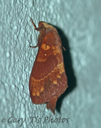 Silk Moth (Dendrolimus kikuchii)