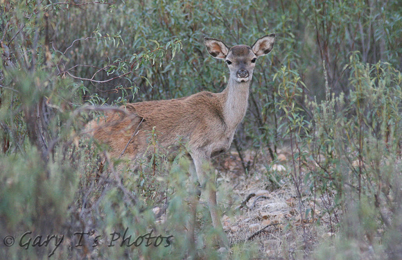 Red Deer (Cervus elaphus - Doe)