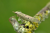 Aphomia sociella (Bee Moth - Female)