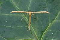 Emmelina monodactyla (Common Plume)