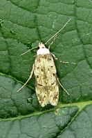 Endrosis sarcitrella (White-shouldered House-moth)