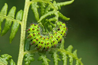 Emperor Moth (Saturnia pavonia - Caterpillar)