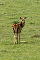 Red Deer (Cervus elaphus - Doe)
