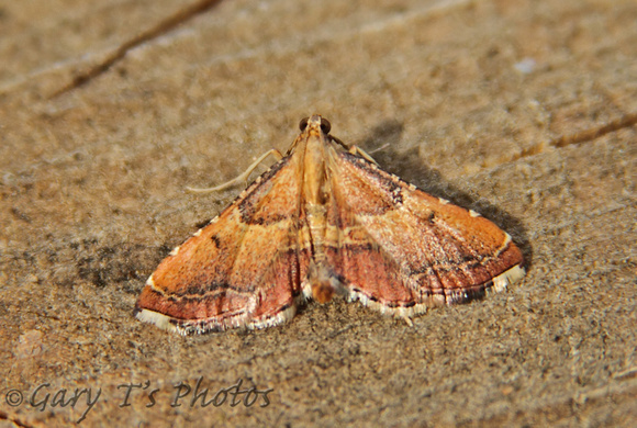 Endotricha flammealis (Rosy Tabby)