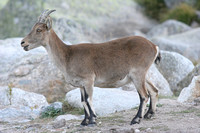 Spanish Ibex (Capra pyrenaica - Doe)
