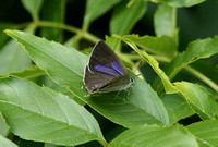 Purple Hairstreak (Neozephyrus quercus - Female)