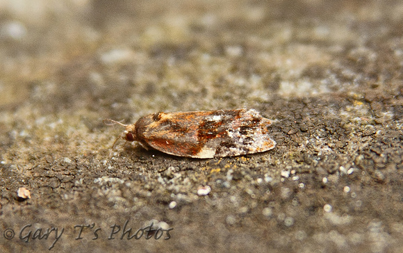 Ditula angustiorana (Red-barred Tortrix)