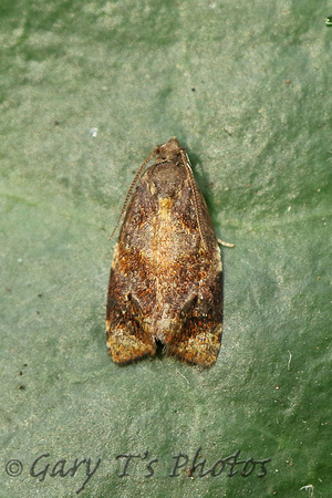 Ditula angustiorana (Red-barred Tortrix)