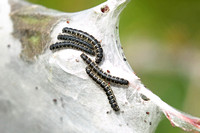 Small Eggar (Eriogaster lanestris - Caterpillars)