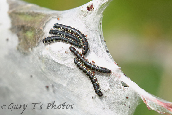 Small Eggar (Eriogaster lanestris - Caterpillars)