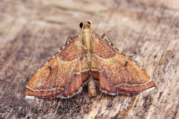 Endotricha flammealis (Rosy Tabby)