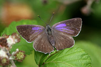 Purple Hairstreak (Neozephyrus quercus)
