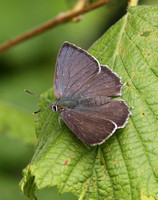 Purple Hairstreak (Neozephyrus quercus - Male)