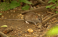 Brown Rat (Rattus norvegicus)