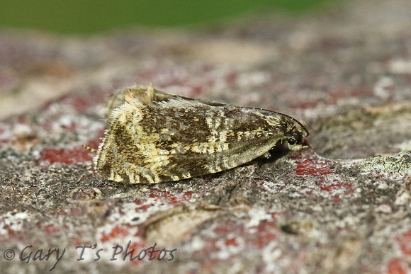 Celypha (Syricoris) lacunana (Common Marble/Dark Strawberry Tortrix)