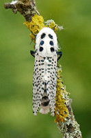Leopard Moth (Hypercompe scribonia)