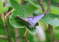 Purple Hairstreak (Neozephyrus quercus - Male)