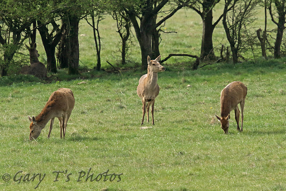 Red Deer (Cervus elaphus - Does)