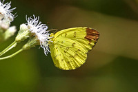 Three-spot Grass Yellow (Eurema blanda)
