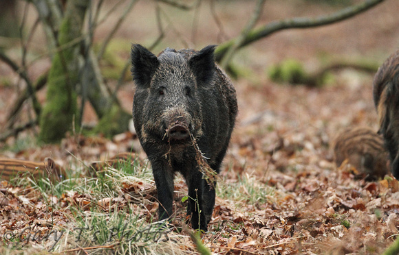 Wild Boar (Sus scrofa - Sow)