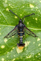 Orange-tailed Clearwing (Synanthedon andrenaeformis - Male)