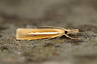 Agriphila tristella (Common Grass Veneer)