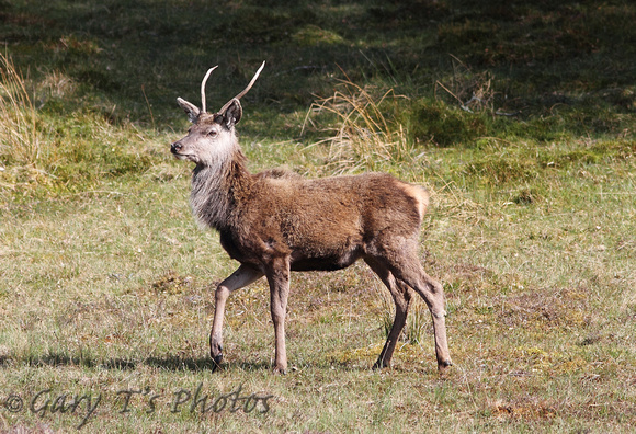 Red Deer (Cervus elaphus - Stag)