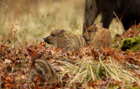 Wild Boar (Sus scrofa - Piglets)