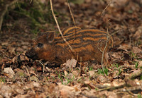 Wild Boar (Sus scrofa - Piglet)