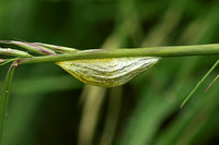 Six-spot Burnet (Zygaena filipendulae - Pupae)