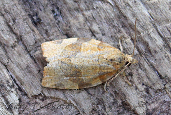 Pandemis cerasana (Barred Fruit-tree Tortrix)