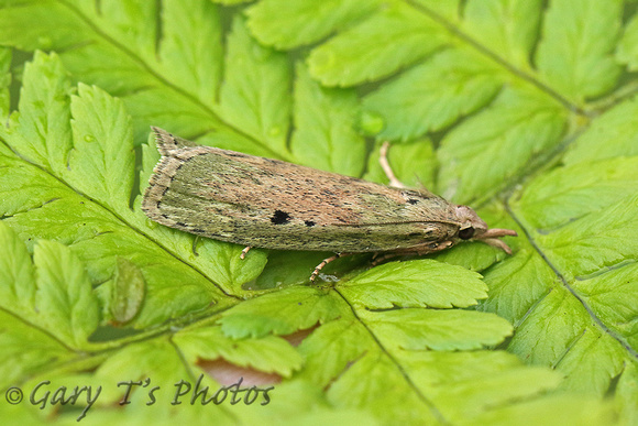 Aphomia sociella (Bee Moth - Male)