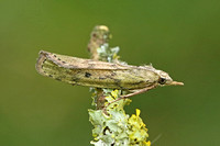 Aphomia sociella (Bee Moth - Female)