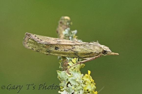 Aphomia sociella (Bee Moth - Female)