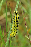Six-spot Burnet (Zygaena filipendulae - Caterpillar)